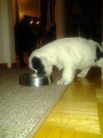 /album/patu/syksytalvi12-083-jpg/